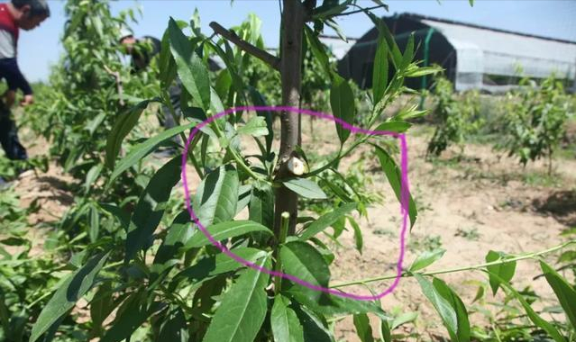 桃树夏季修剪技术要点