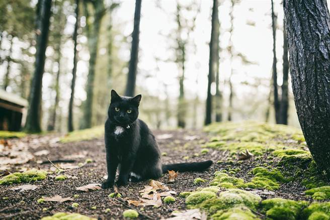 黑熊|不愧是战斗民族！俄罗斯小猫咪击退大黑熊，遇到熊装死有用吗？