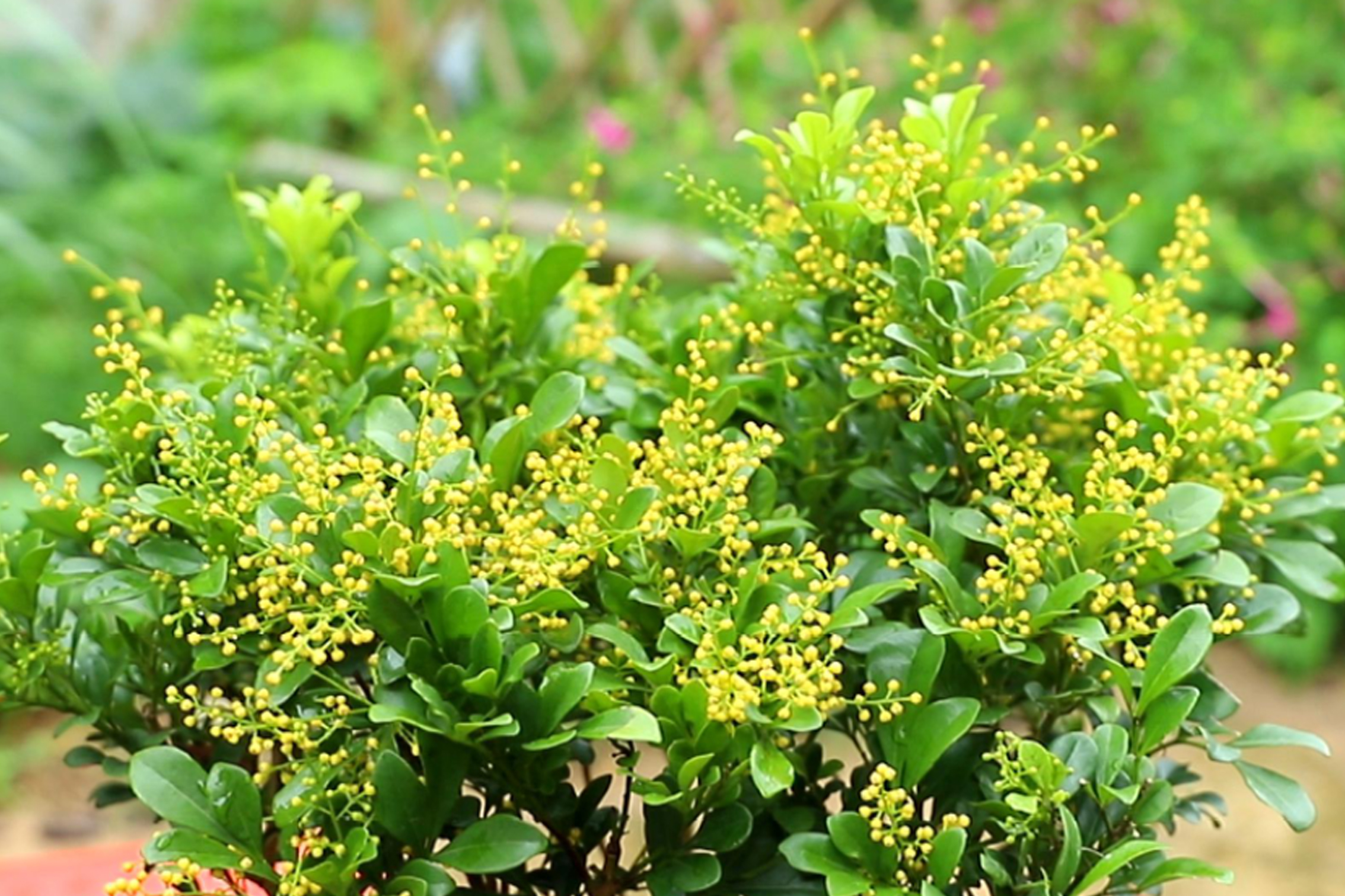 米兰花是木本植物,开花黄色像小米粒,它也是典型的喜强光植物,光照越