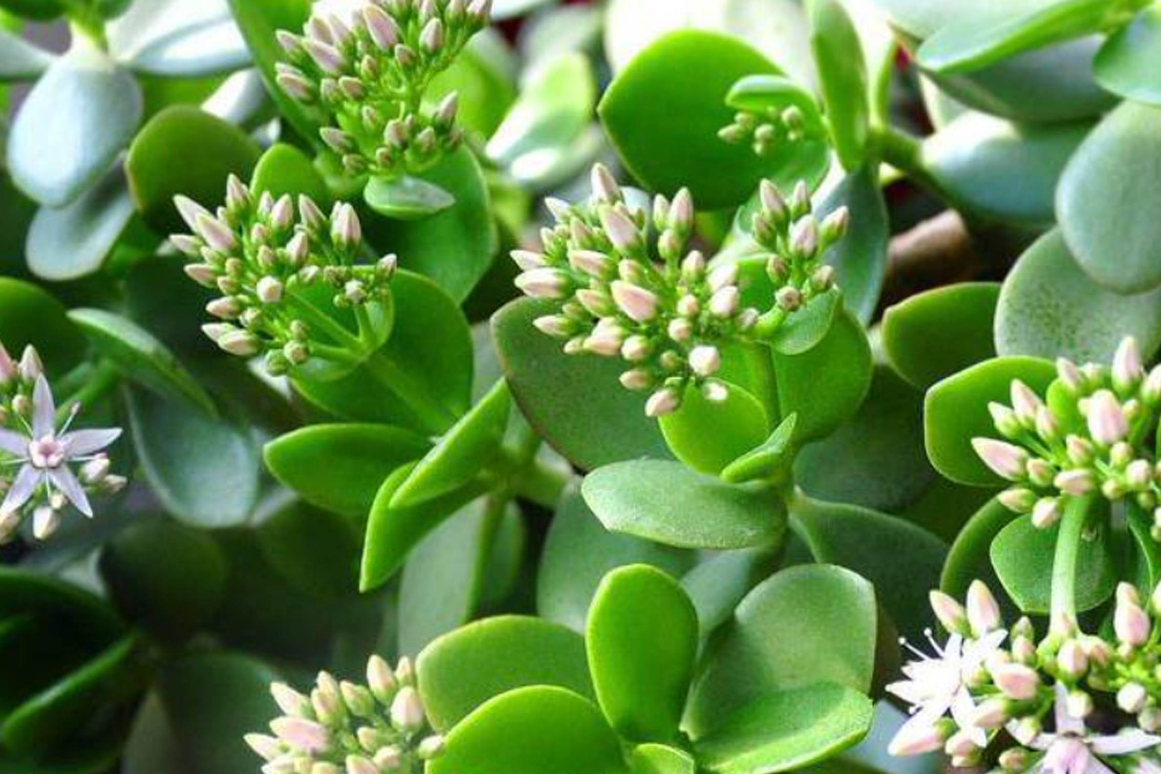 适合阳台暴晒的花卉