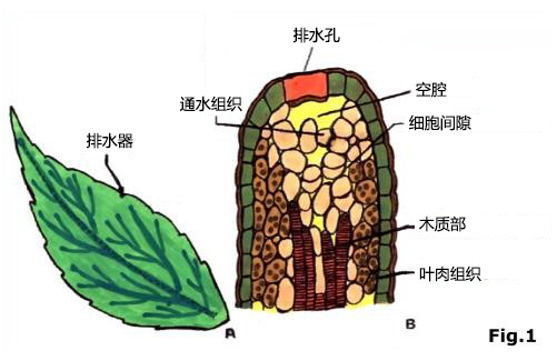 植物|植物晚上在干啥？吐水给敌人的敌人“屯粮”