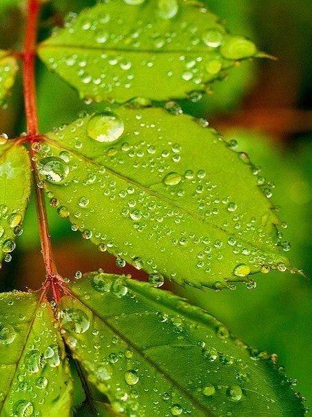 植物|植物晚上在干啥？吐水给敌人的敌人“屯粮”