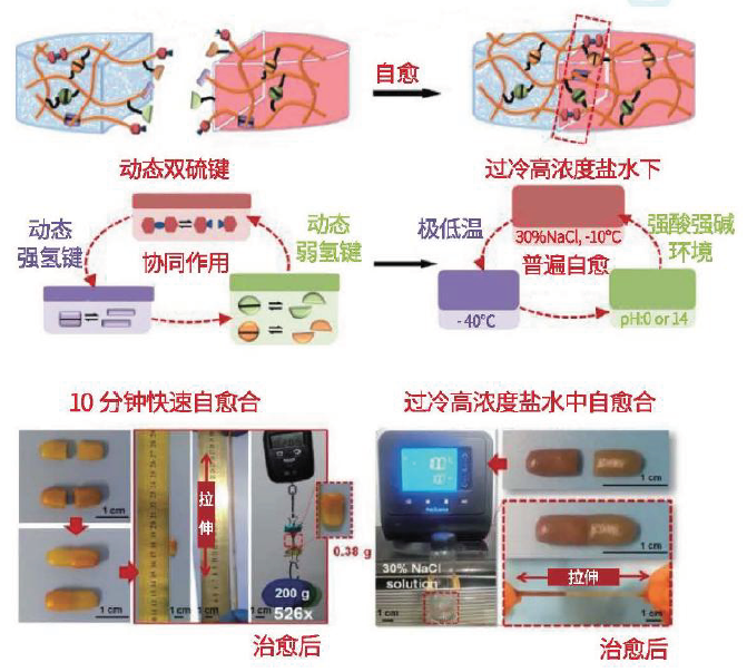 电子皮肤|藏文科普｜电子皮肤可自愈？甚至比人类皮肤更强大？