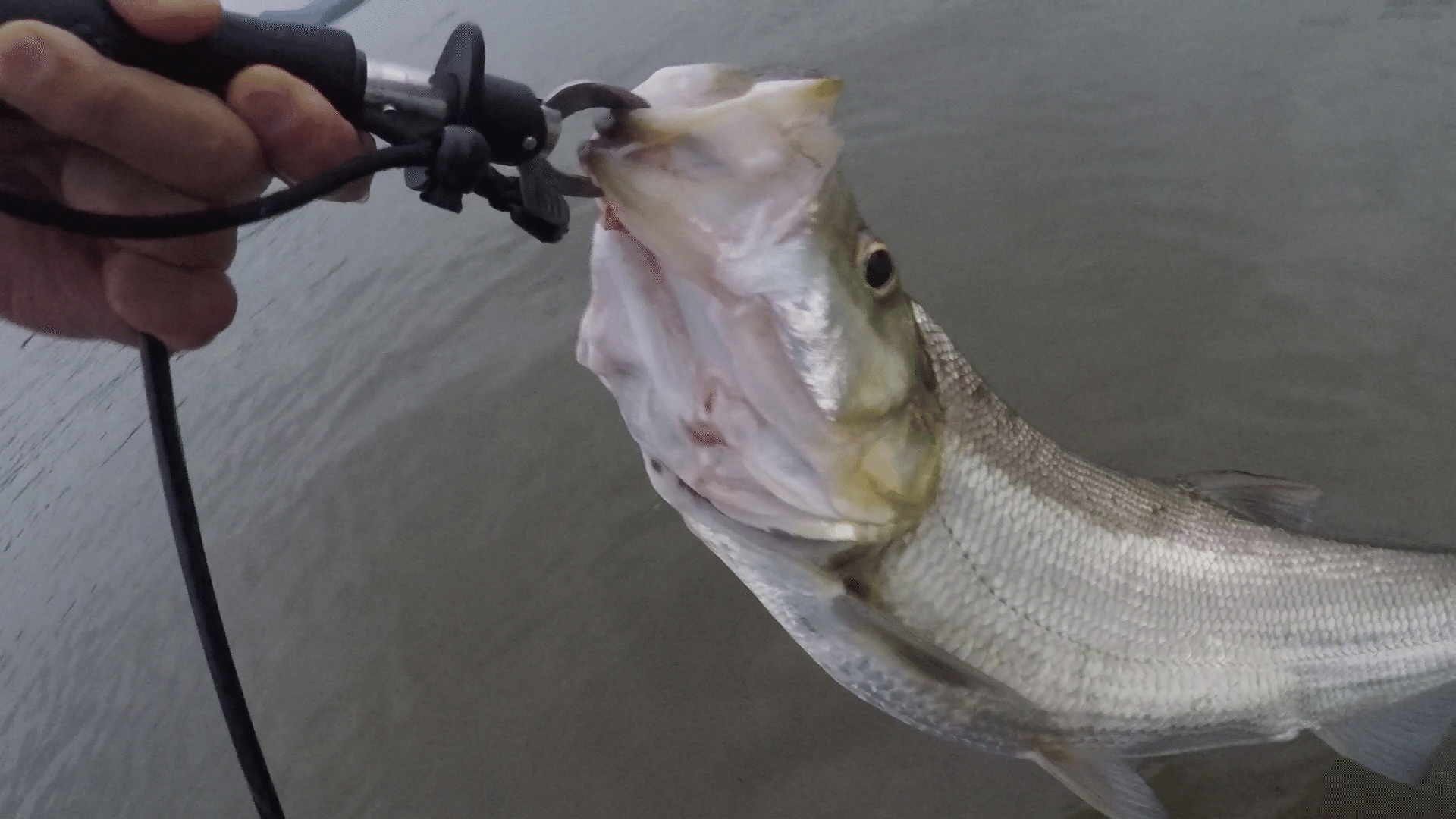 路亚翘嘴遇疯狂炸水不咬饵怎么破