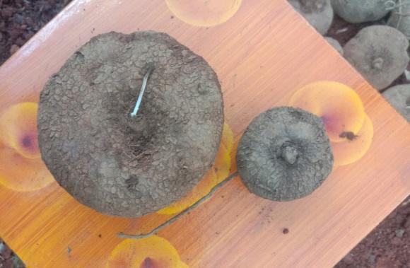 山乌龟的繁殖速度很快,通过种子就能繁殖后代,索性山乌龟没有称为保护