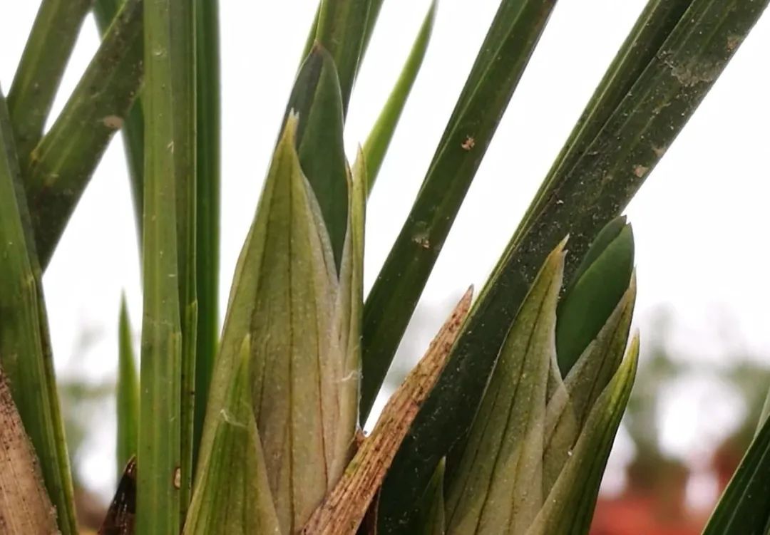 兰花催花技巧除了露水和磷酸二氢钾还有两种效果也很不错