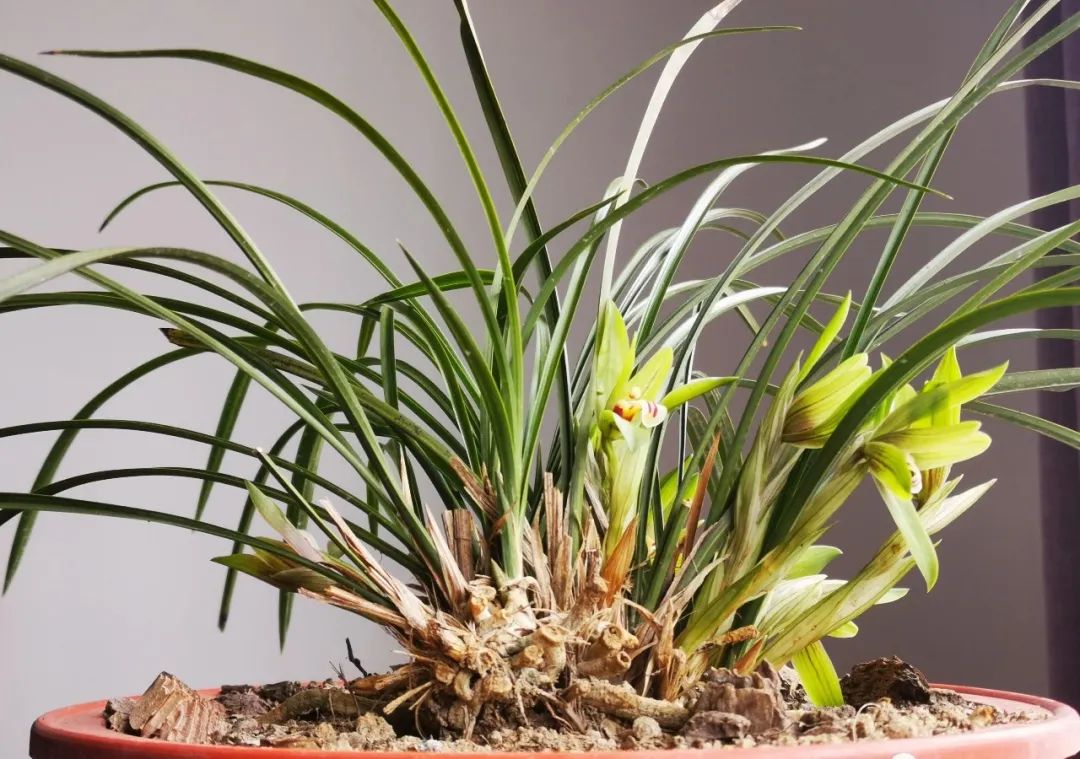 兰花催花技巧除了露水和磷酸二氢钾还有两种效果也很不错