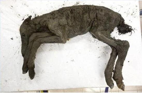 科学|病毒冰牢融化？永冻层又现史前生物遗骸，远古病毒会趁机苏醒吗？