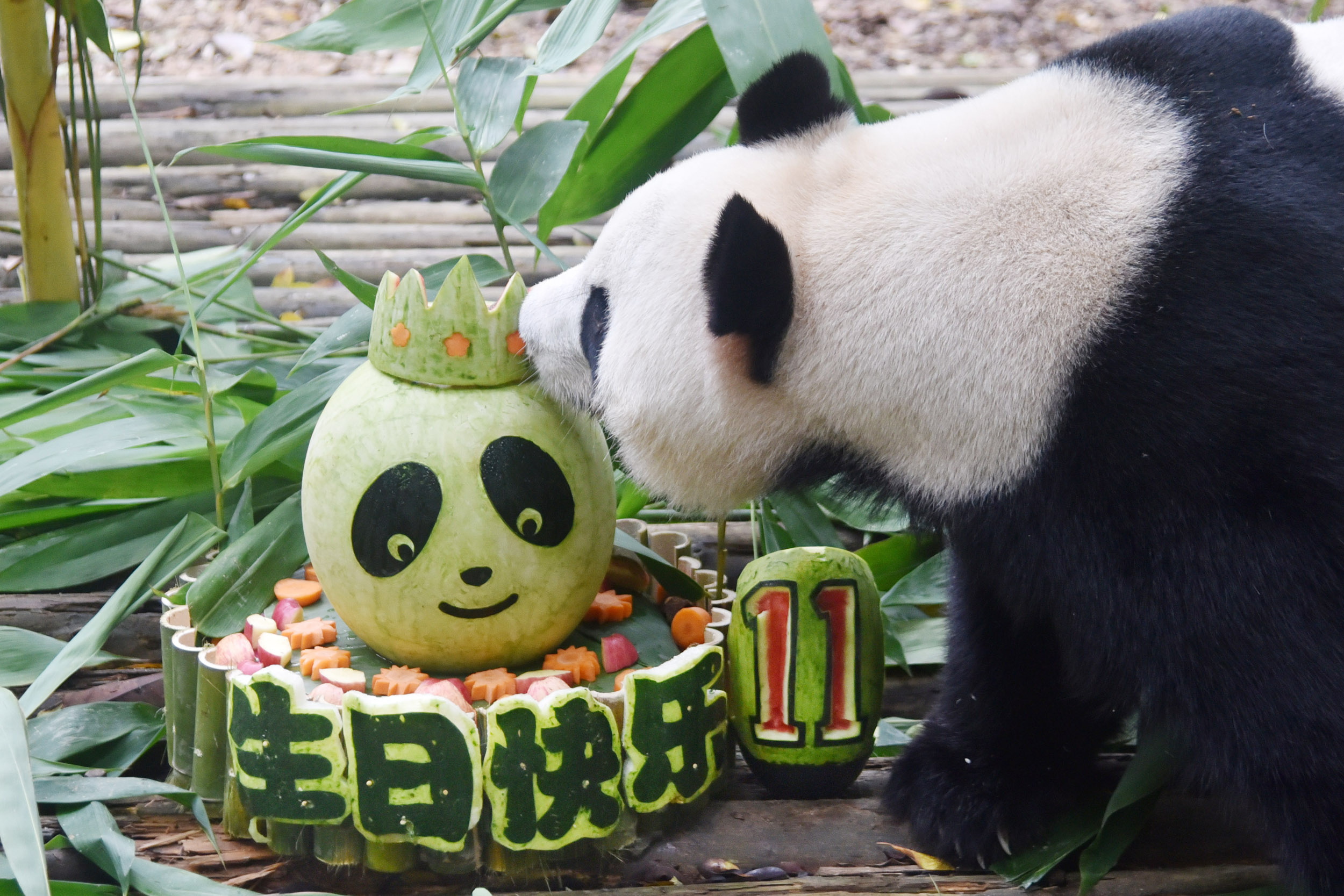 大熊猫园舟在深圳野生动物园过十一周岁生日