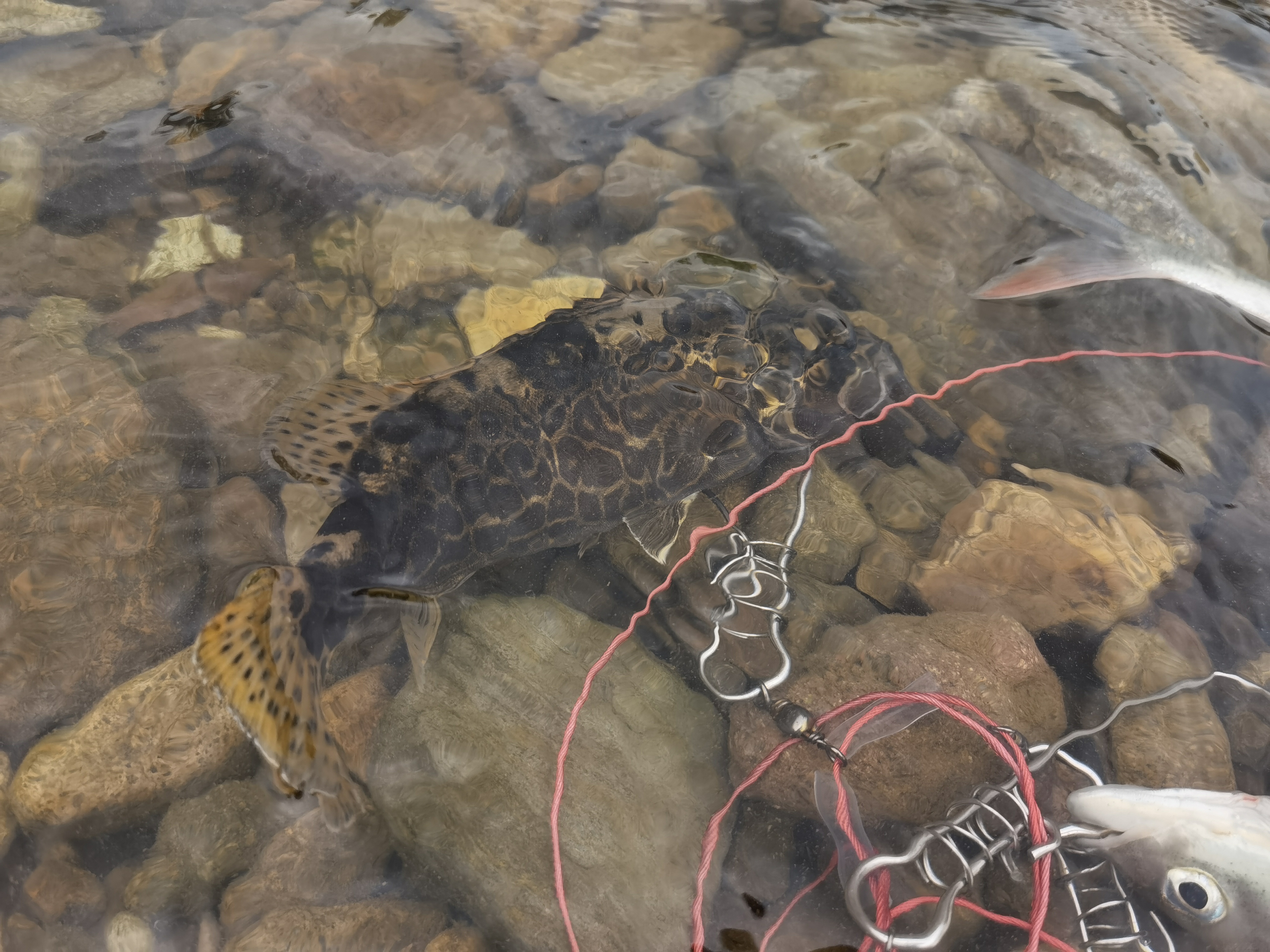 溪流路亚斑鳜红尾