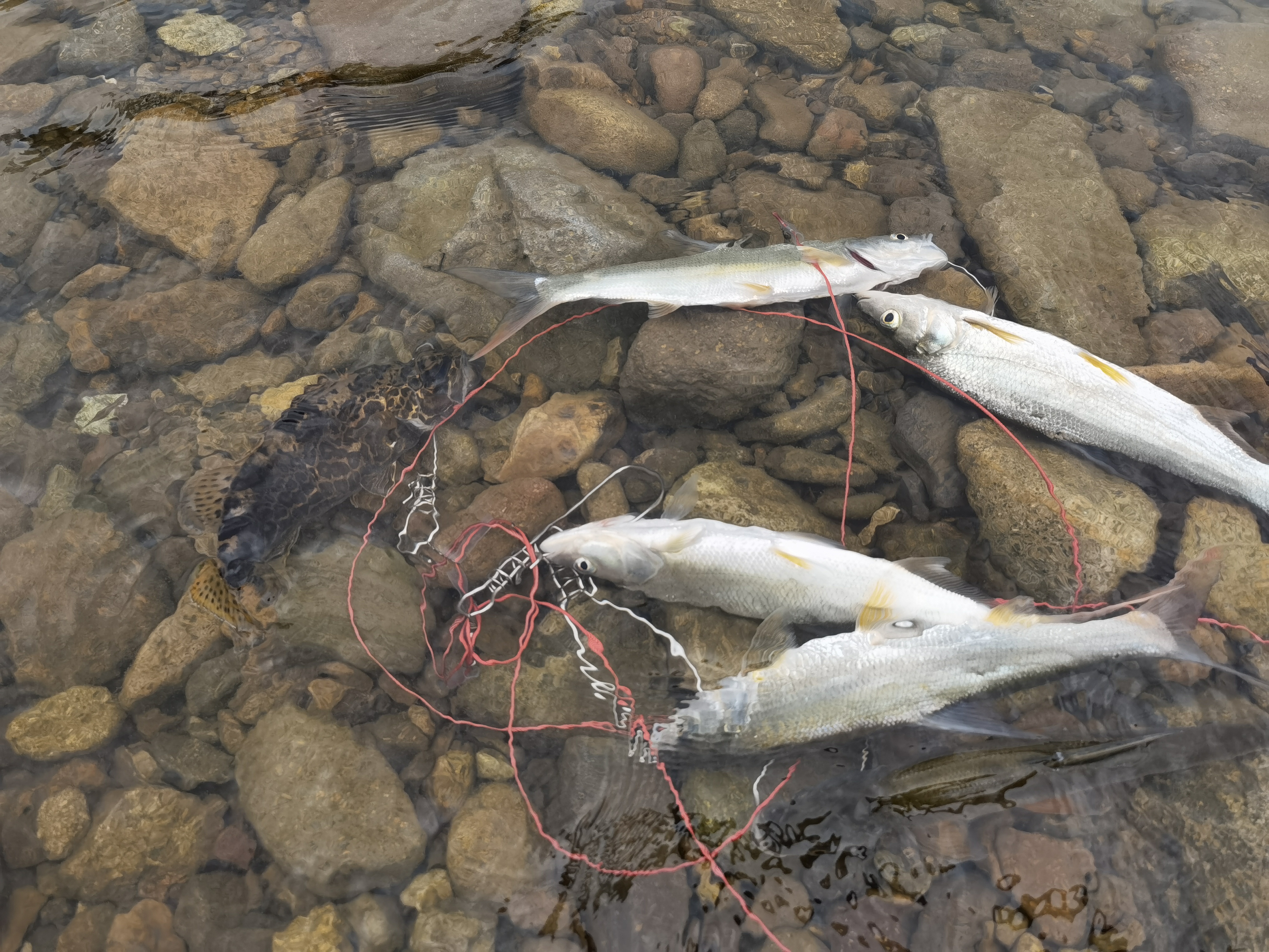 溪流路亚斑鳜红尾