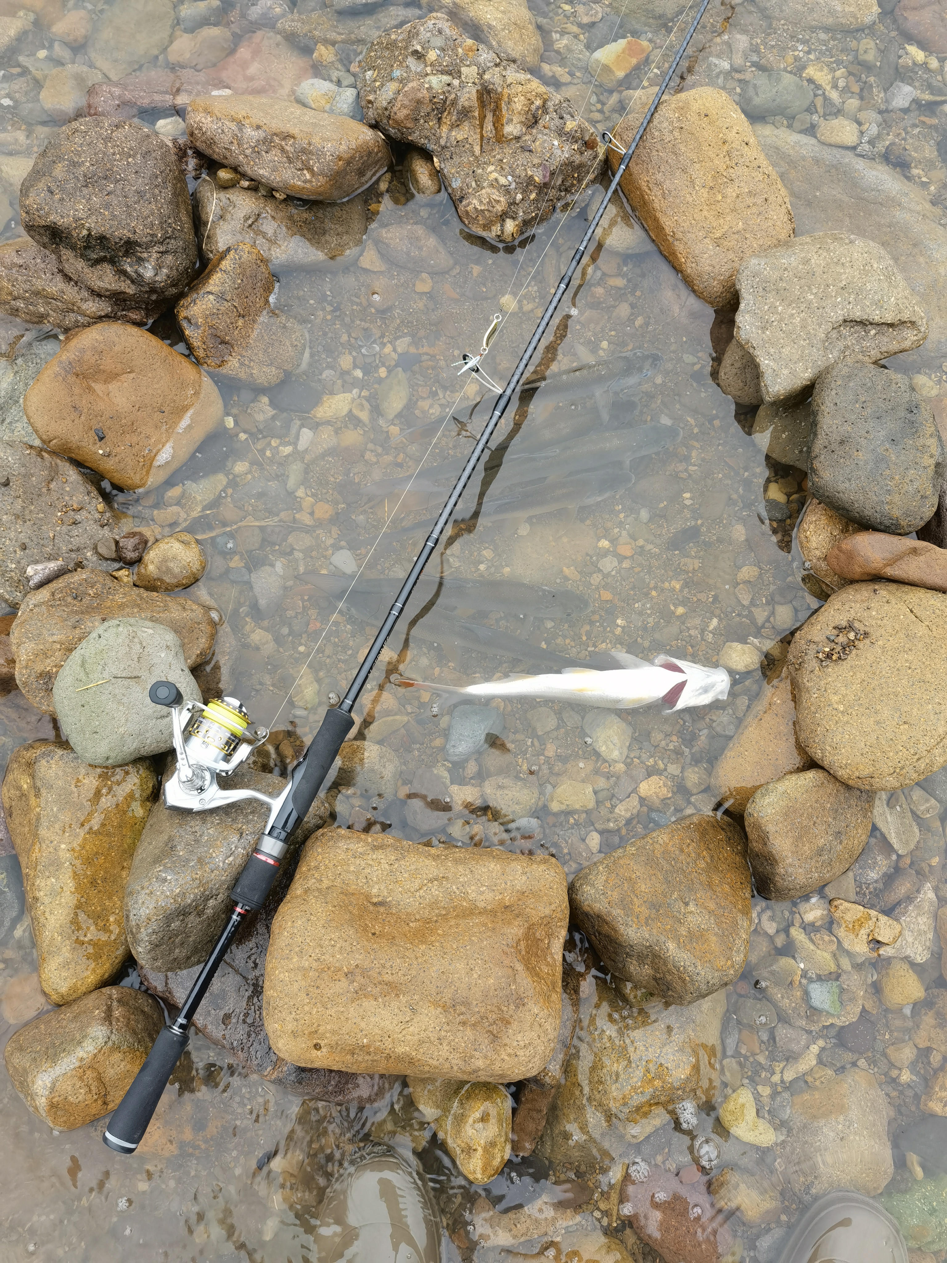 溪流路亚斑鳜红尾