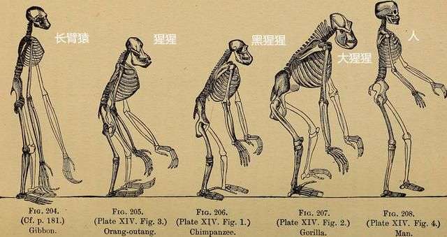 直立行走|人类身体结构有哪些不合理之处？直立行走使人类变成了“早产儿”