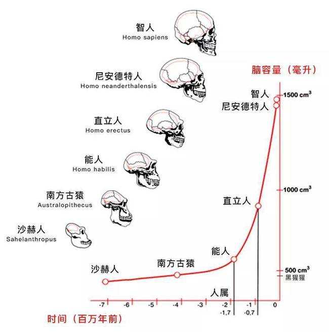 直立行走|人类身体结构有哪些不合理之处？直立行走使人类变成了“早产儿”