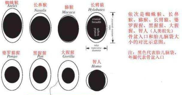 直立行走|人类身体结构有哪些不合理之处？直立行走使人类变成了“早产儿”