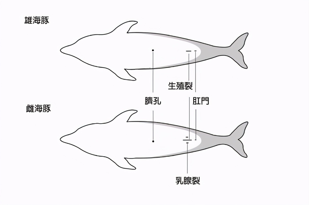 藤壶|藤壶究竟有多双标？鲸鱼隐私部位都被寄生，却不敢在鲨鱼身上撒野