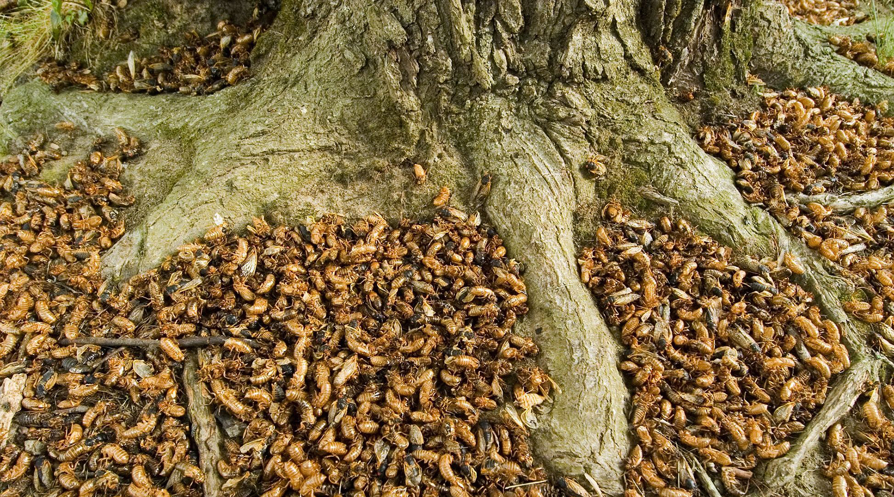 地下十七年地上十七天蝉如此隐忍为哪般