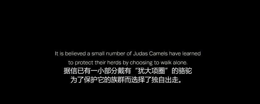 骆驼|骆驼做错了啥？澳大利亚5天怒杀10000峰骆驼，还使用直升机射杀