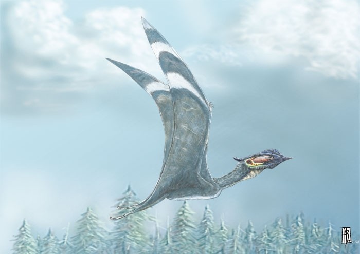 科学家研究发现翼龙出生就会飞