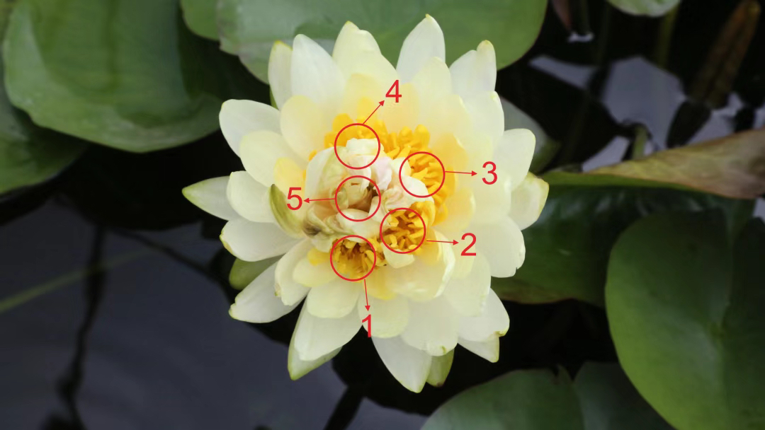 五芯连裙六花共舞全球睡莲奇观首现广州莲花山
