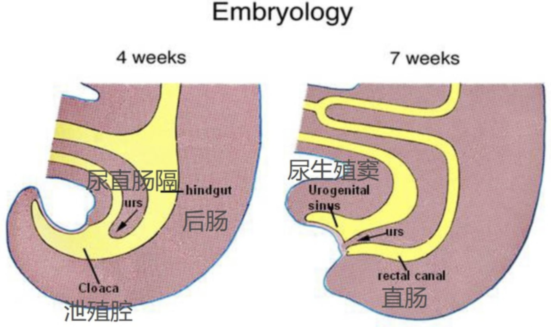 生物科学|大多数雄性动物的排泄和生殖为何共用一个器官？这样有什么好处？