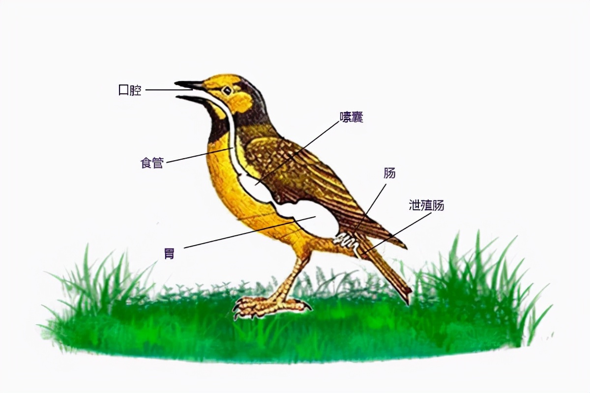 生物科学|大多数雄性动物的排泄和生殖为何共用一个器官？这样有什么好处？