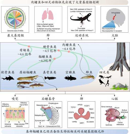 生物科学|大多数雄性动物的排泄和生殖为何共用一个器官？这样有什么好处？