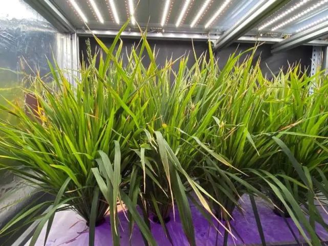植物|植物工厂60天收获：我国实现水稻生育周期减半重要突破