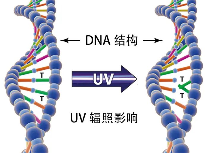 紫外线|你可能想不到，紫外线其实也有温柔的一面……