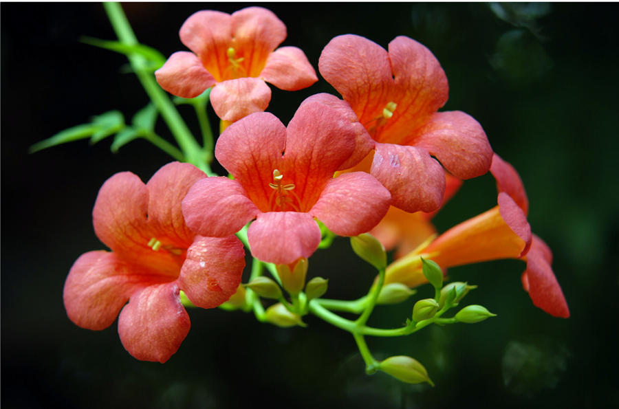 凌霄花爬墙很美缺点也不少权衡利弊看看适合自己吗