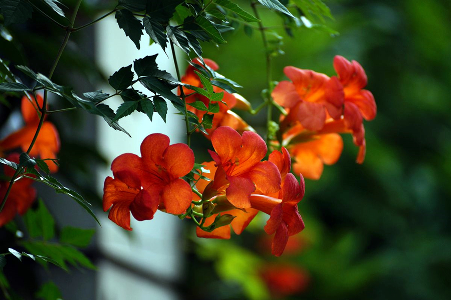 凌霄花爬墙很美缺点也不少权衡利弊看看适合自己吗