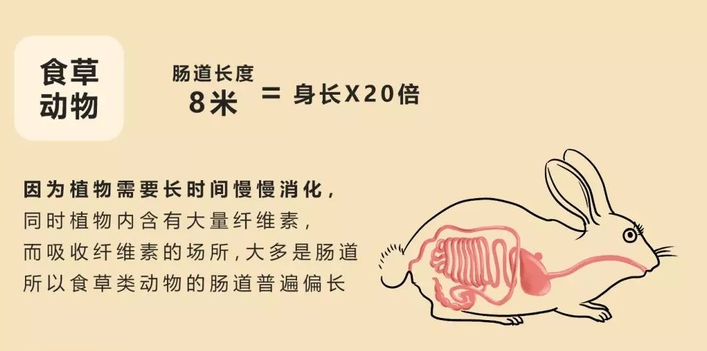 狗狗|狗也懂医学？狗狗身体不适，为何会主动吃草，还专挑草药？