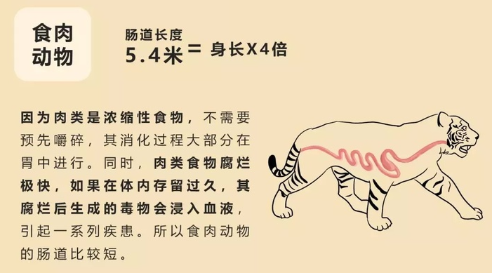 狗狗|狗也懂医学？狗狗身体不适，为何会主动吃草，还专挑草药？