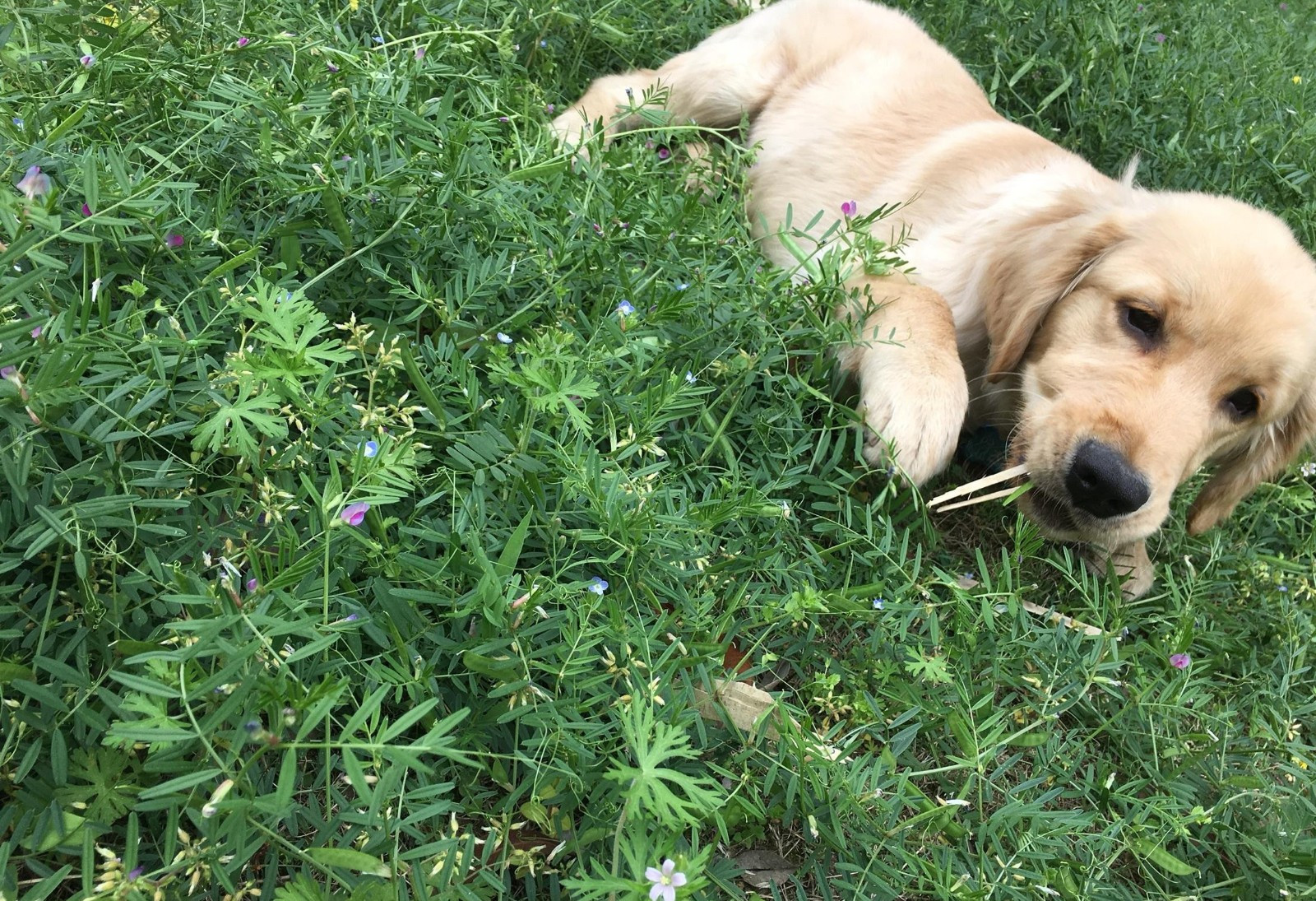 狗狗|狗也懂医学？狗狗身体不适，为何会主动吃草，还专挑草药？