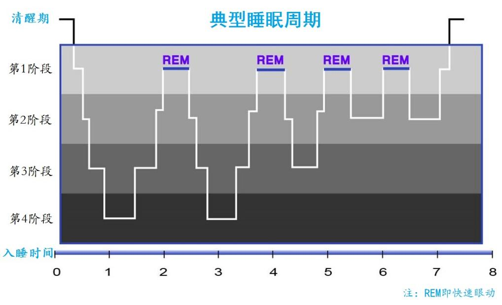 睡眠|我一天8小时不够睡，为啥有人可以只睡4小时？