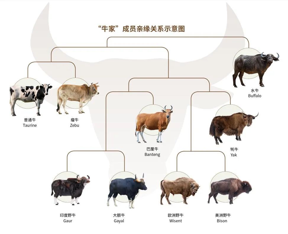 |吃了那么多年，都不知道它到底叫啥？牛：你礼貌吗？