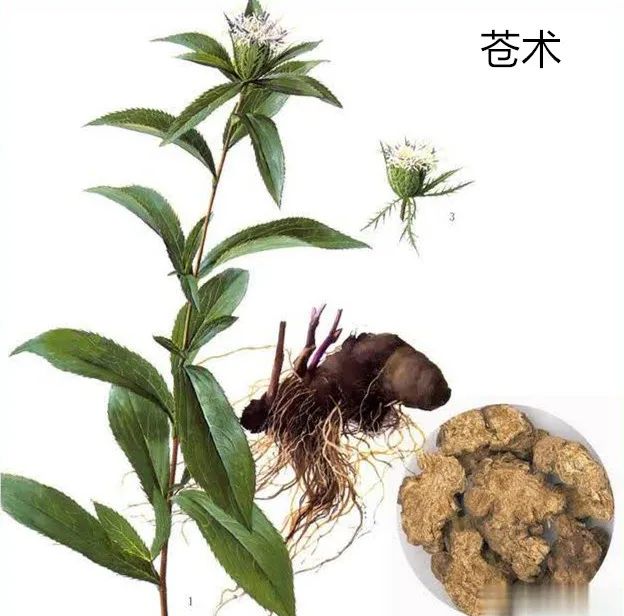 中药有二术合用既能调经又能止泻