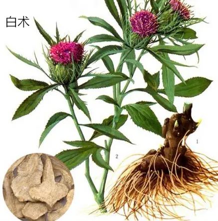 中药有二术合用既能调经又能止泻