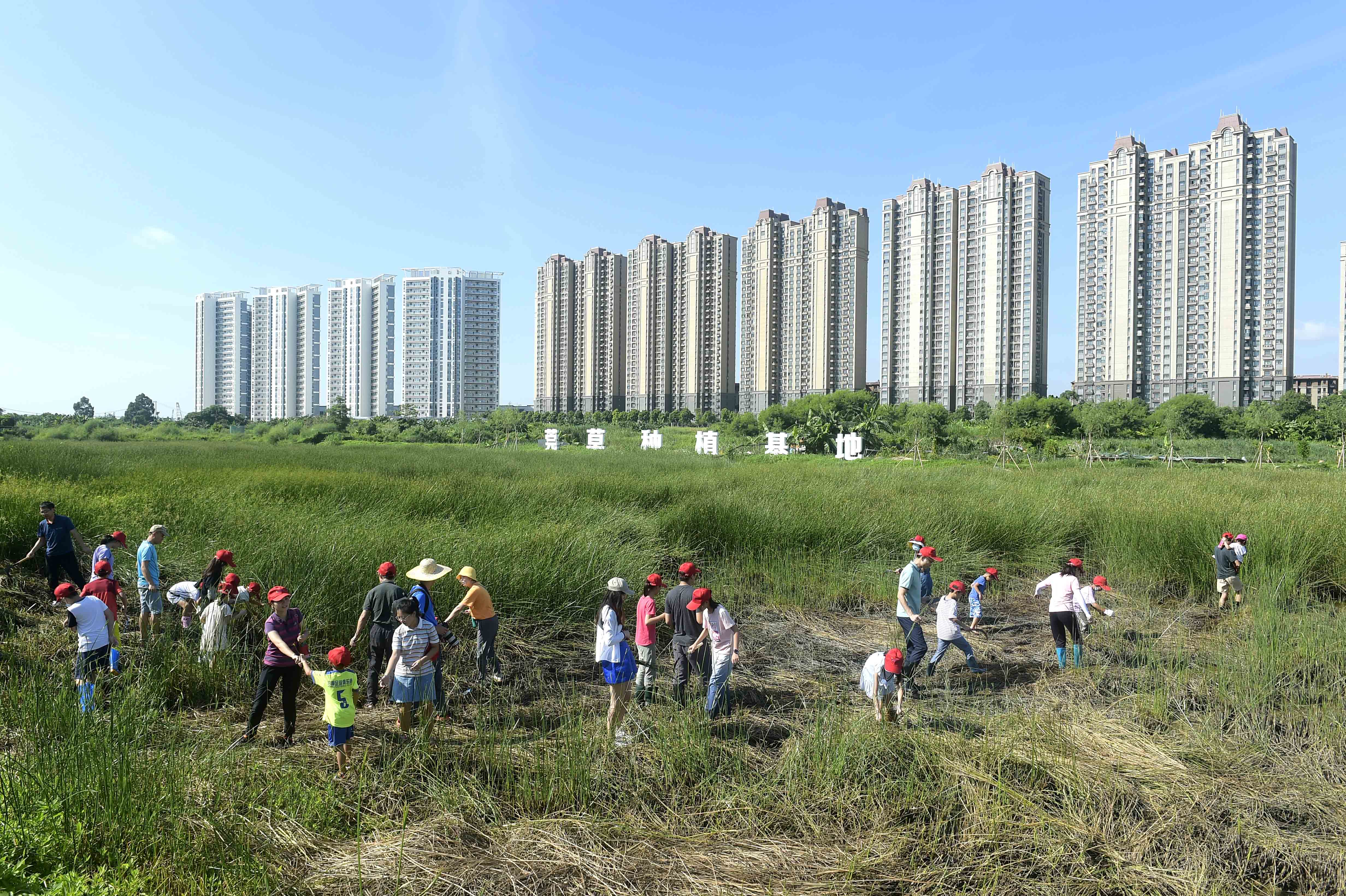 视频莞草那些事