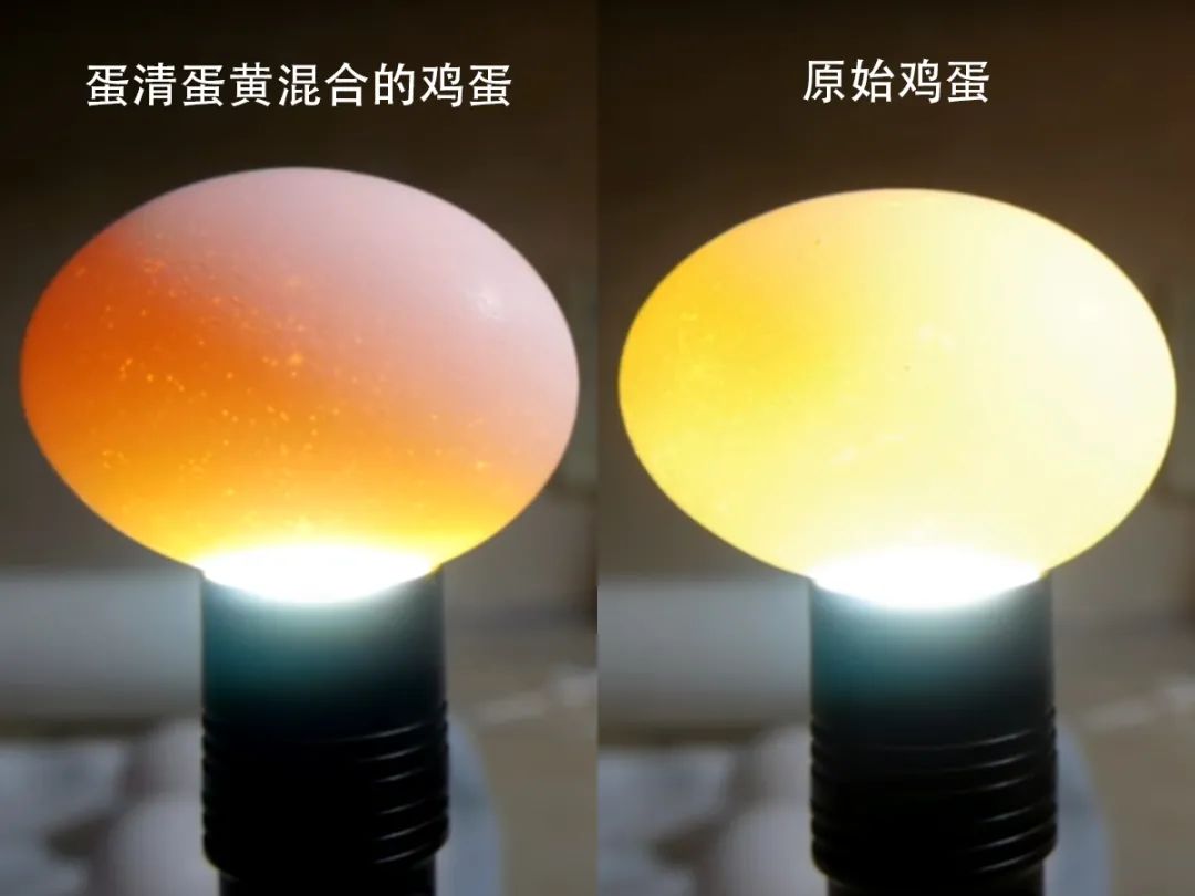 鸡蛋壳|如果把一颗鸡蛋使劲的摇，那么鸡蛋会不会在鸡蛋壳里打成鸡蛋液？