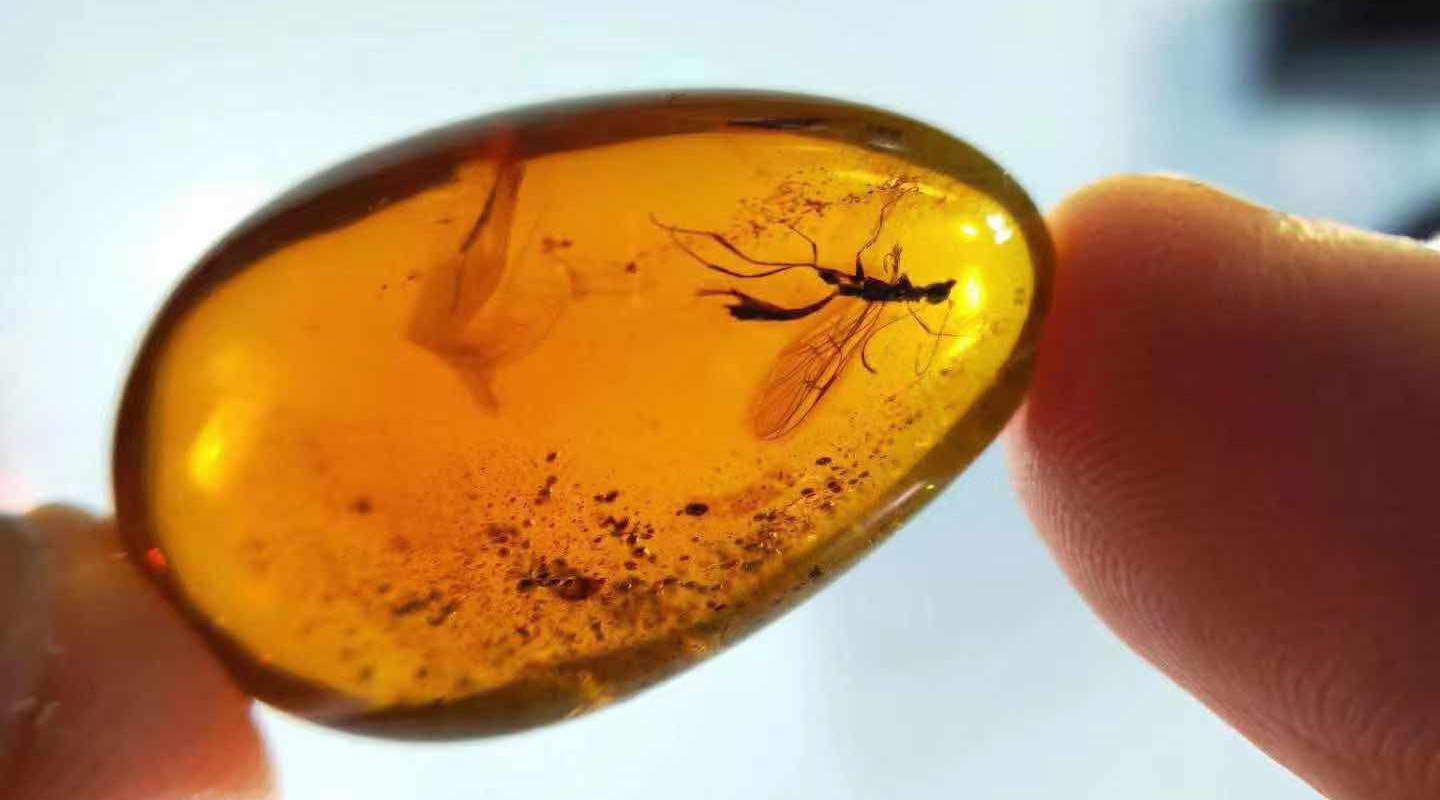 琥珀|琥珀内的昆虫千万年不腐，若将人类遗体置于琥珀中，也能不腐吗？