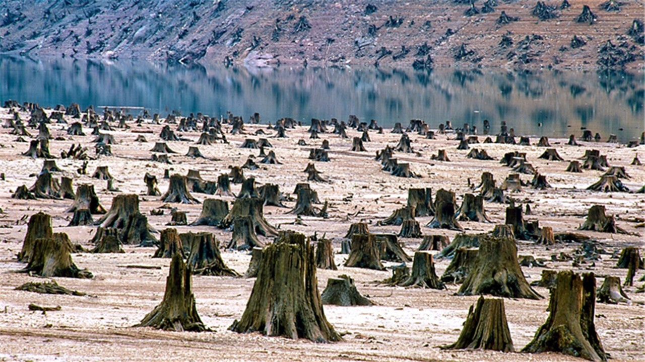 生物大灭绝|长颈鹿或将消失！超3.8万物种面临灭绝，第6次生物大灭绝正在发生