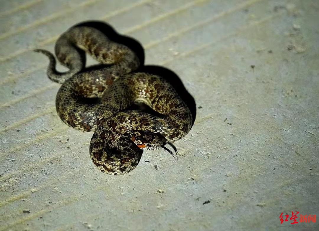 首次探险摄影师四川石渠拍到红斑高山蝮蛇系2017年确认新物种