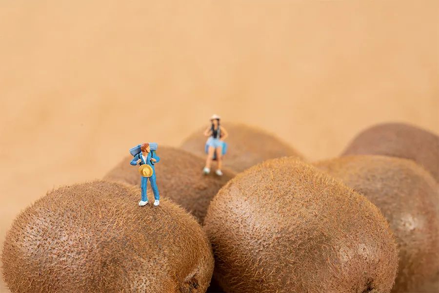 儿童画教程线描与色彩的艺术表现猕猴桃的创意写生