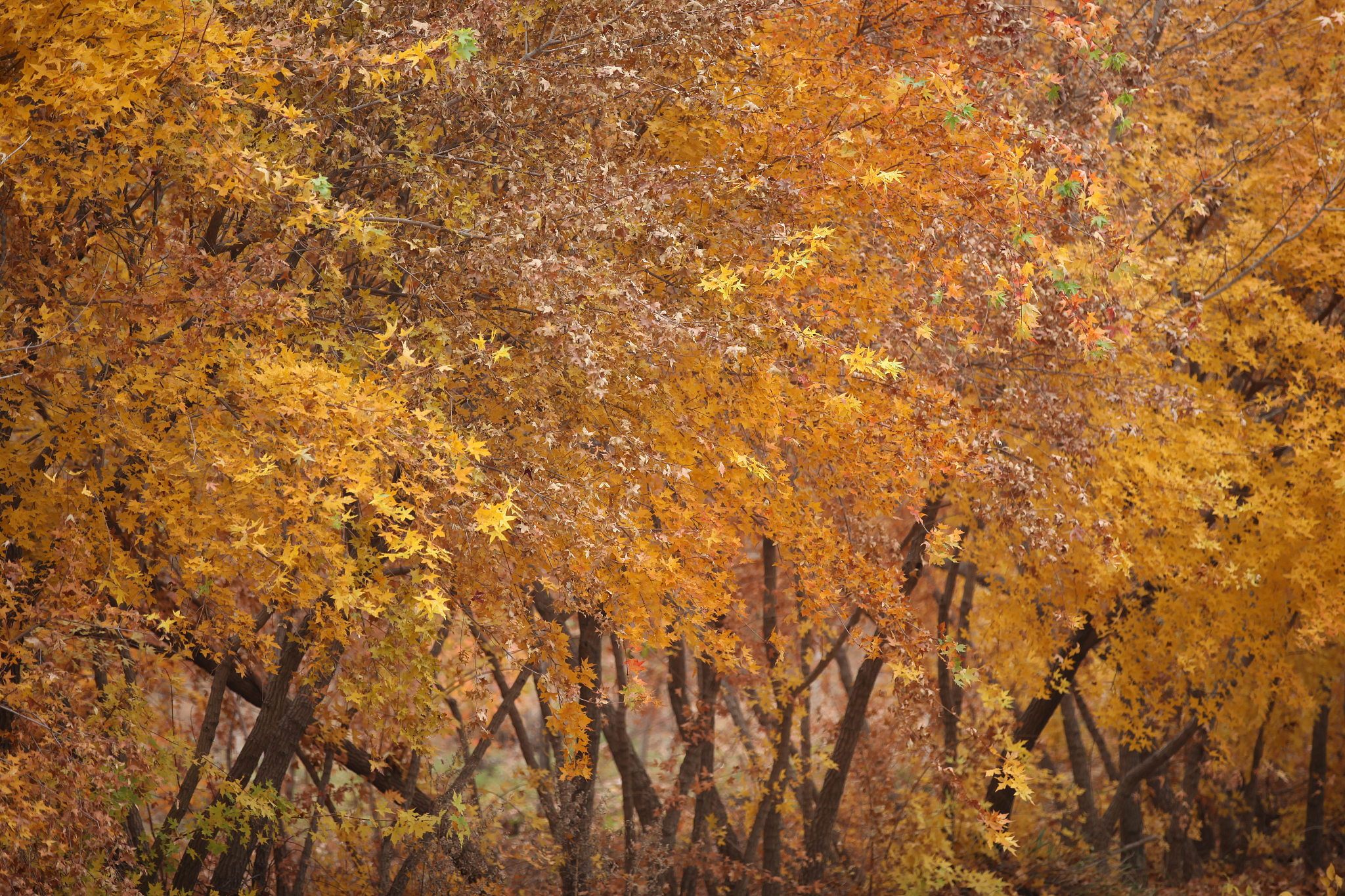 9月不可错过的这15处初秋美景领略中国最美的秋色美得不像话