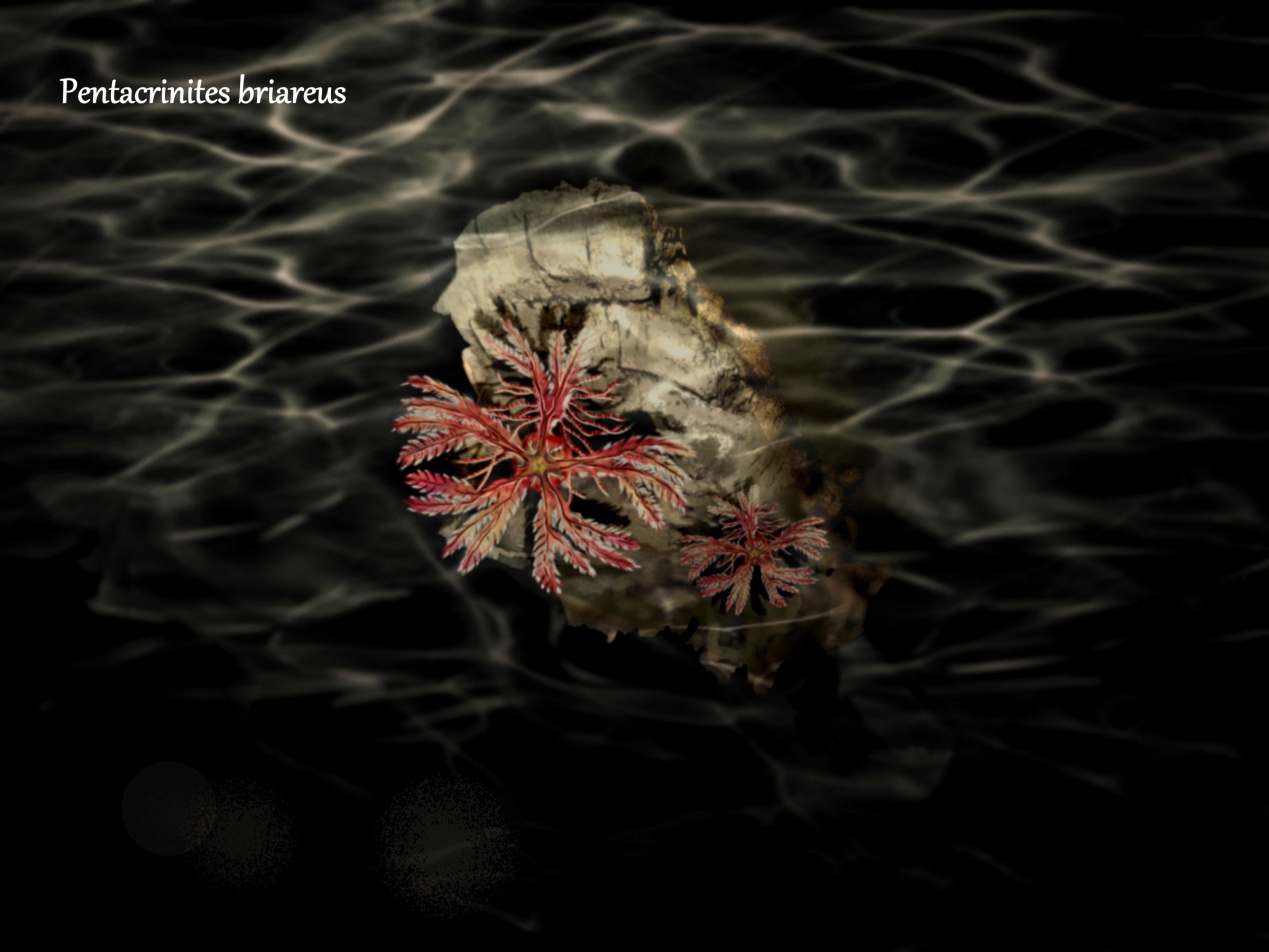 五角海百合（Pentacrinites briareus）的幼体 ， 属于远洋浮木上生活的“主动”滤食生物 （图片来源：作者绘制）