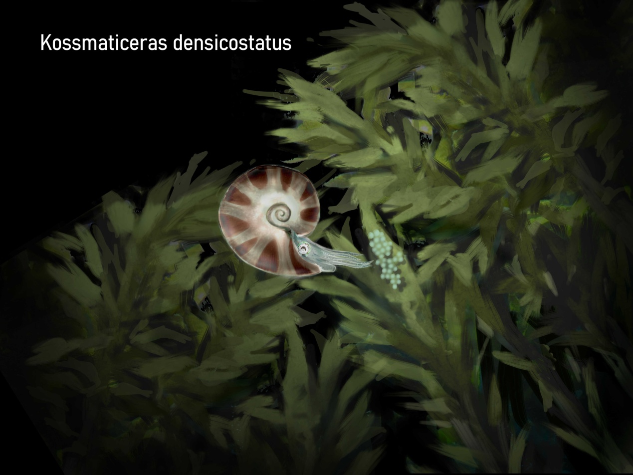 雌性科斯马特菊石（Kossmaticeras densicostatus）在晚白垩纪褐藻Julescraneia上产卵 。 摄于晚白垩纪 （图片来源：作者绘制）