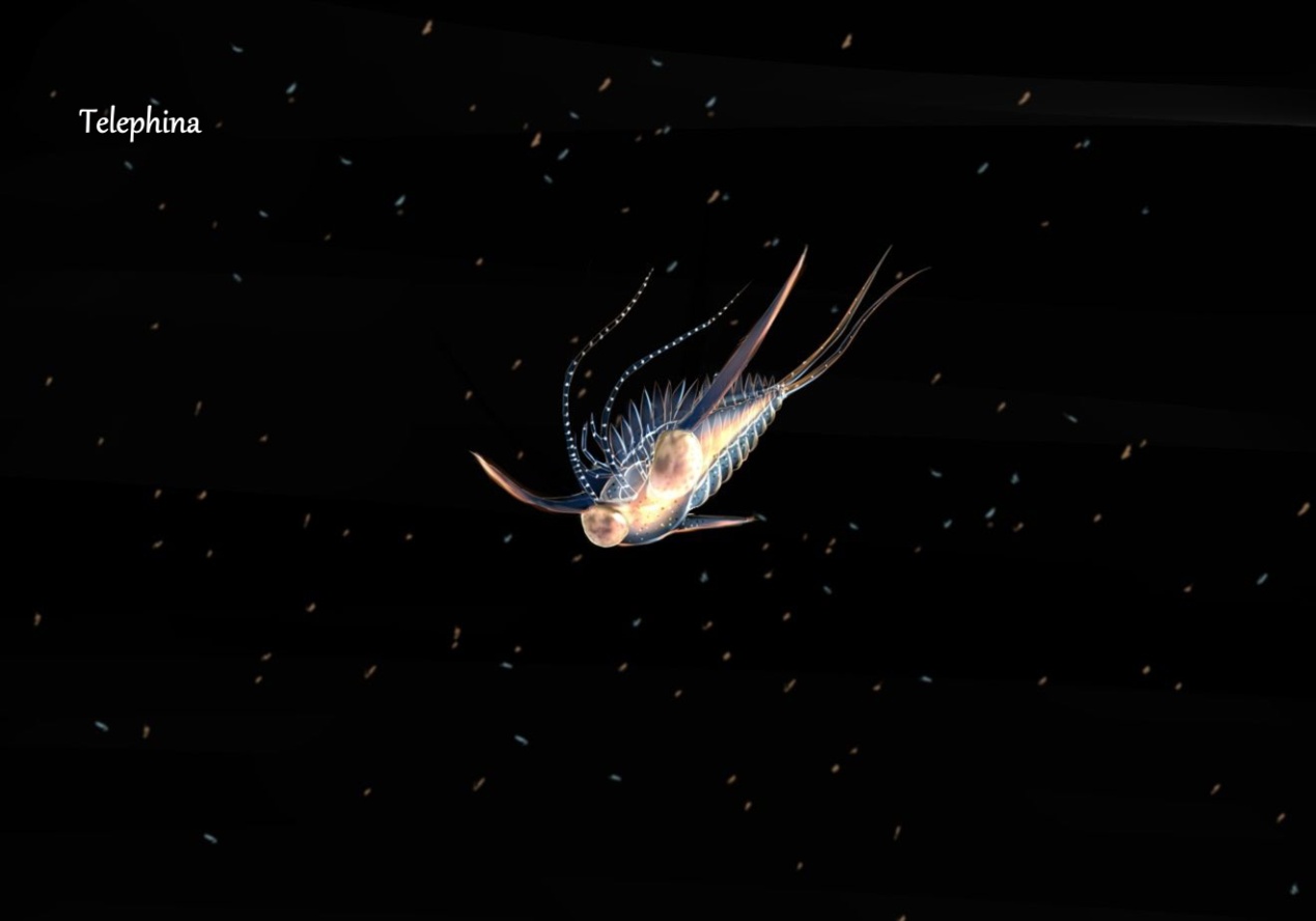 浮游的美丽三叶虫远瞩虫科Telephinidae ， 摄于奥陶纪 （图片来源：作者绘制）