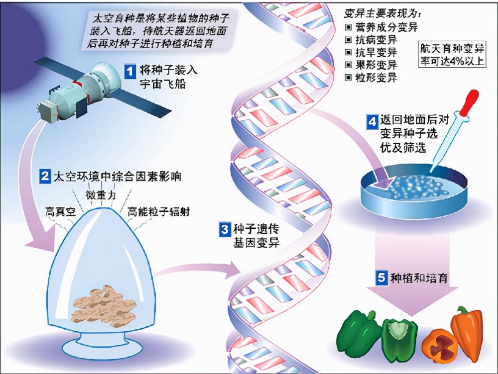 太空|神舟十二号3名航天员在太空3个月，生殖细胞会发生变异吗？