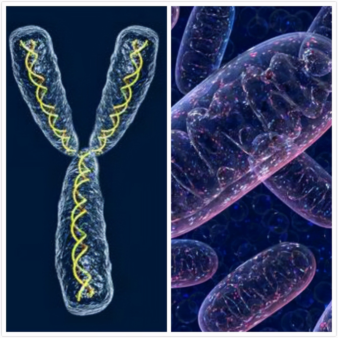 y染色体|6-9万年前，生活在非洲的一位男性，是现代所有男性的共同祖先
